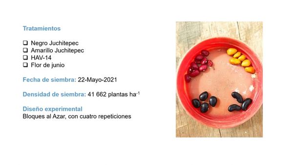 CEL535 - Rendimiento y Componentes de Frijol de Guía Trepador