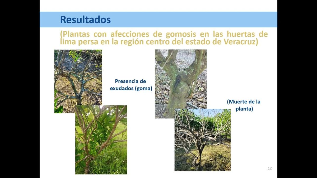 MTR058 - Gomosis y sus implicaciones en el Cultivo de Lima Persa (Citrus latifolia Tanaka) en la Re…