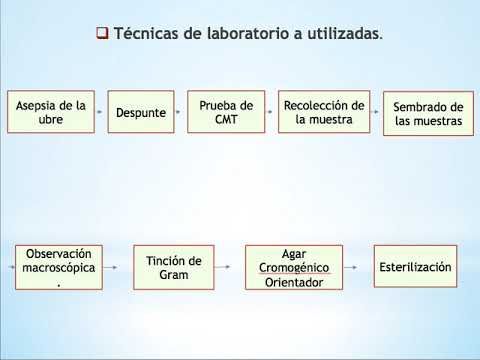 T078 - AISLAMIENTO E IDENTIFICACIÓN DE PATÓGENOS PRESENTES EN LECHE DE GANADO BOVINO CON MASTITIS…