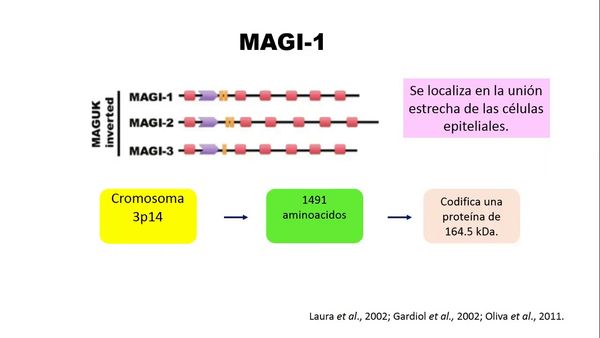 H047 - EXPRESIÓN DE MAGI-1 EN CÉLULAS TRANSFECTADAS CON E6 DE LAS VARIANTES DEL VPH 16