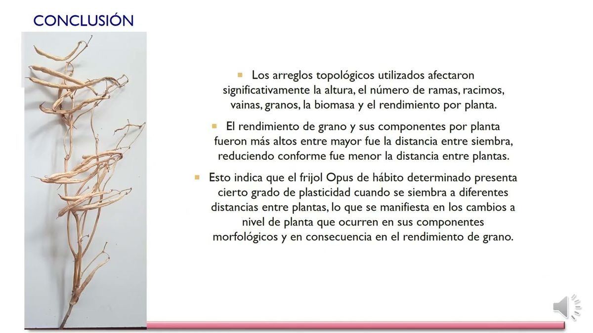 FRS244 - Comportamiento Morfológico y Rendimiento del Frijol (Phaseolus vulgaris L) de Hábito Det…