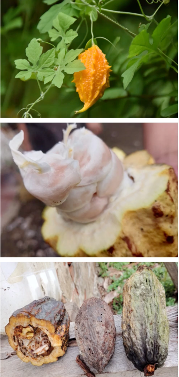 PUE078 - Evaluation of a Momordica Charantia-Based Pesticide Using Two Application Methods in a Sam…