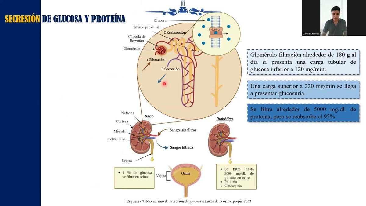 CYA059 - Estandarización de los Modelos de Diabetes Mellitus Tipo 1 y Tipo 2 Inducidos con Aloxan…