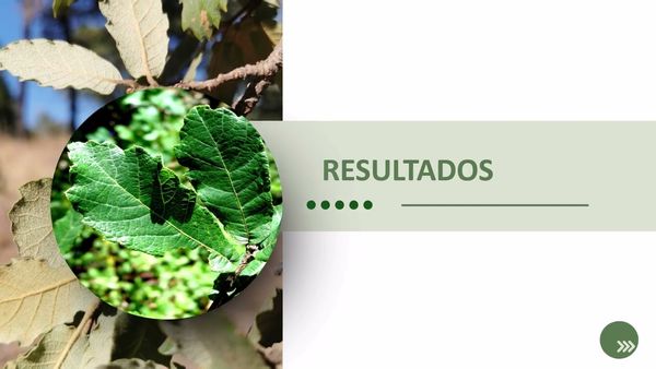 CPS037 - Componentes Químicos de la Madera de Dos Especies de Encino: Quercus convallata y Quercus…