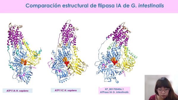 FRS240 - Clonación de la Flipasa IA de G. intestinalis