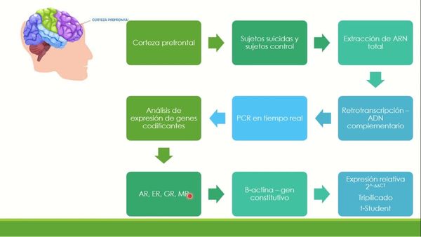 CHM109 - Análisis de la Expresión de Receptores Nucleares de Respuesta a Estrés y Asociados a G