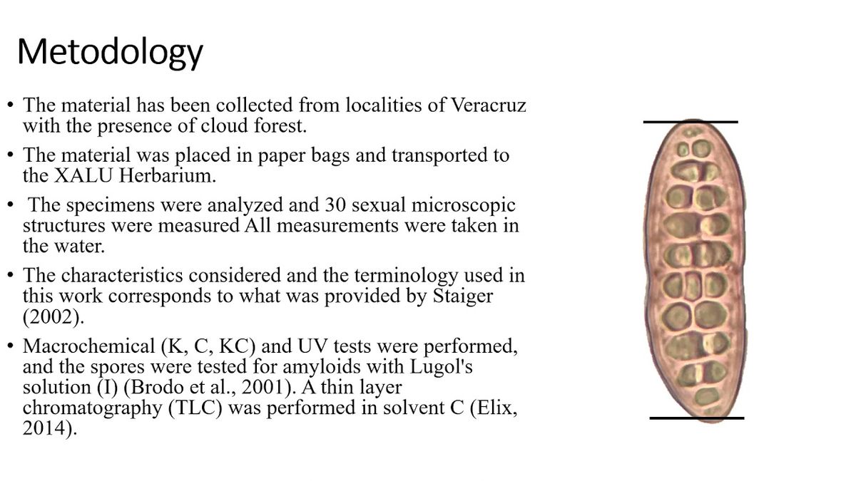 CTM178 - The Genus Platygramme Feé in the Cloud Forest of Veracruz, México