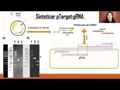 H320 - IMPLEMENTACIÓN DEL SISTEMA CRISPR/CAS9 PARA LA EDICIÓN GENÓMICA DE ESCHERICHIA COLI APLIC…