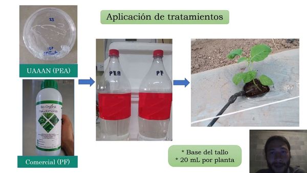 AJA112 - Efecto de Rizobacterias en el Crecimiento Vegetativo de Uchuva (Physalis peruviana L.) con…