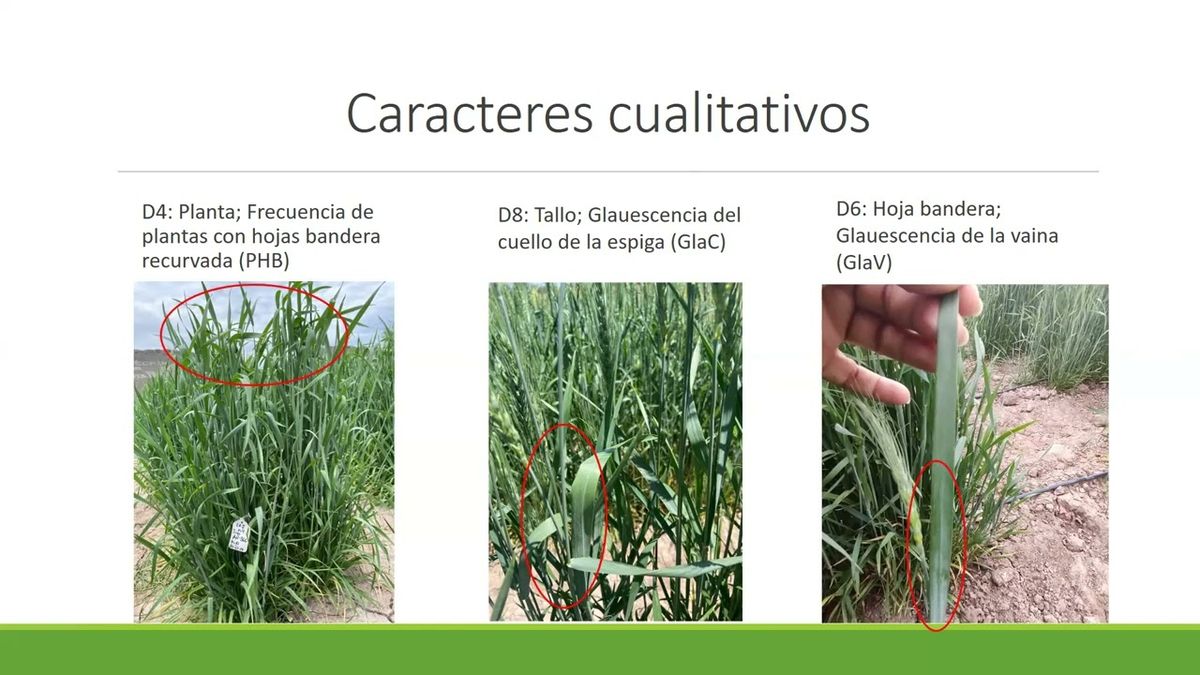 CLY164 - Comparación de Caracteres Cualitativos y Cuantitativos de Líneas de Trigo Experimentales…