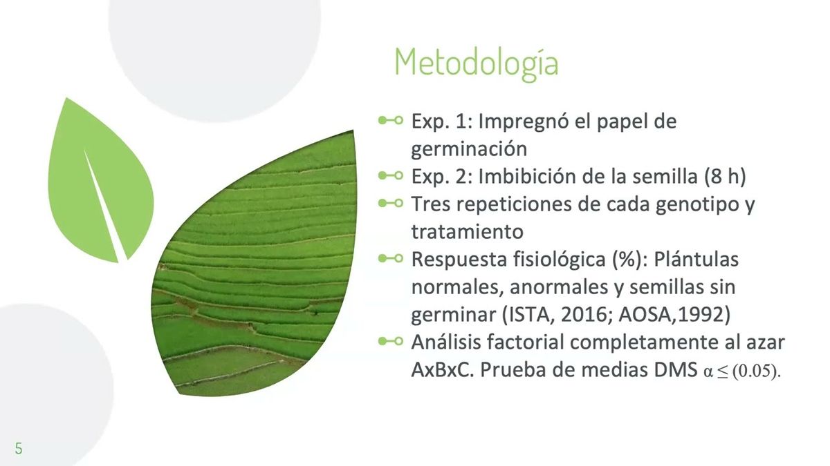 MOR362 - Respuesta Fisiológica en Maíz Blanco y Morado Tratados con Promotores Biológicos (Bacte…