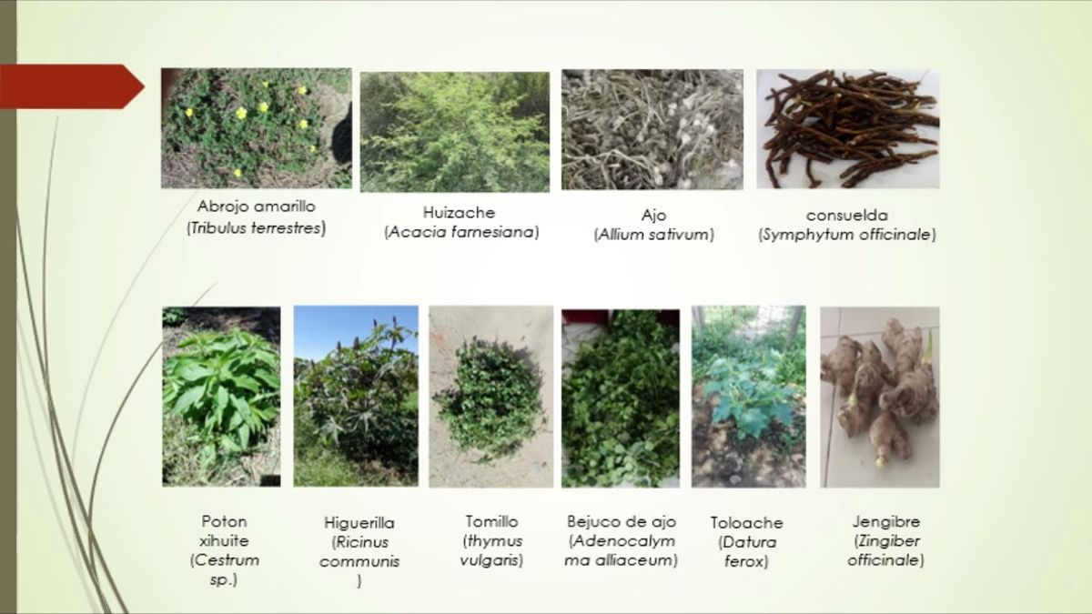 F197 - Extracción asistida por ultrasonido de biomoléculas de especies vegetales con etanol y ace…