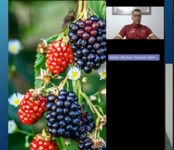 HDG095 - Hacia la Agricultura 4.0: Un Prototipo de Recolección de Mora para Pequeños y Medianos P…