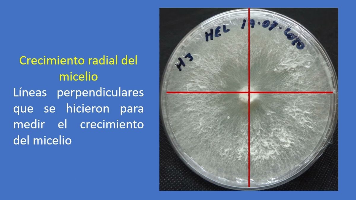 CLY487 - Aislamiento de una cepa del hongo comestible Hericium erinaceus para su cultivo en residuo…