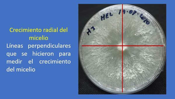 CLY487 - Aislamiento de una cepa del hongo comestible Hericium erinaceus para su cultivo en residuo…