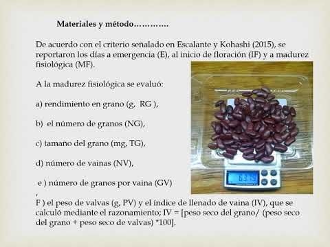 H226 - PRODUCCIÓN BAJO INVERNADERO DE FRIJOL DE GUÍA PARA EJOTE Y GRANO