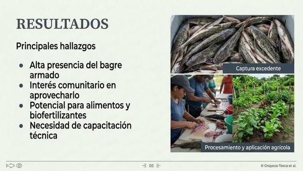 CHE076- Aprovechamiento del bagre armado (Pterygoplichthys spp.) como recurso productivo para el de…