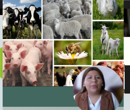 MED165 - Análisis del Impacto de la Producción Ganadera sobre el PIB Agropecuario en México