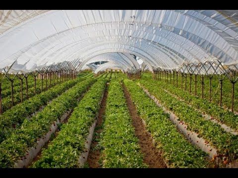 H279 - LAS EXPORTACIONES COMO MEDIO PARA ALCANZAR LA SOSTENIBILIDAD DE LAS EMPRESAS AGRÍCOLAS DE S…