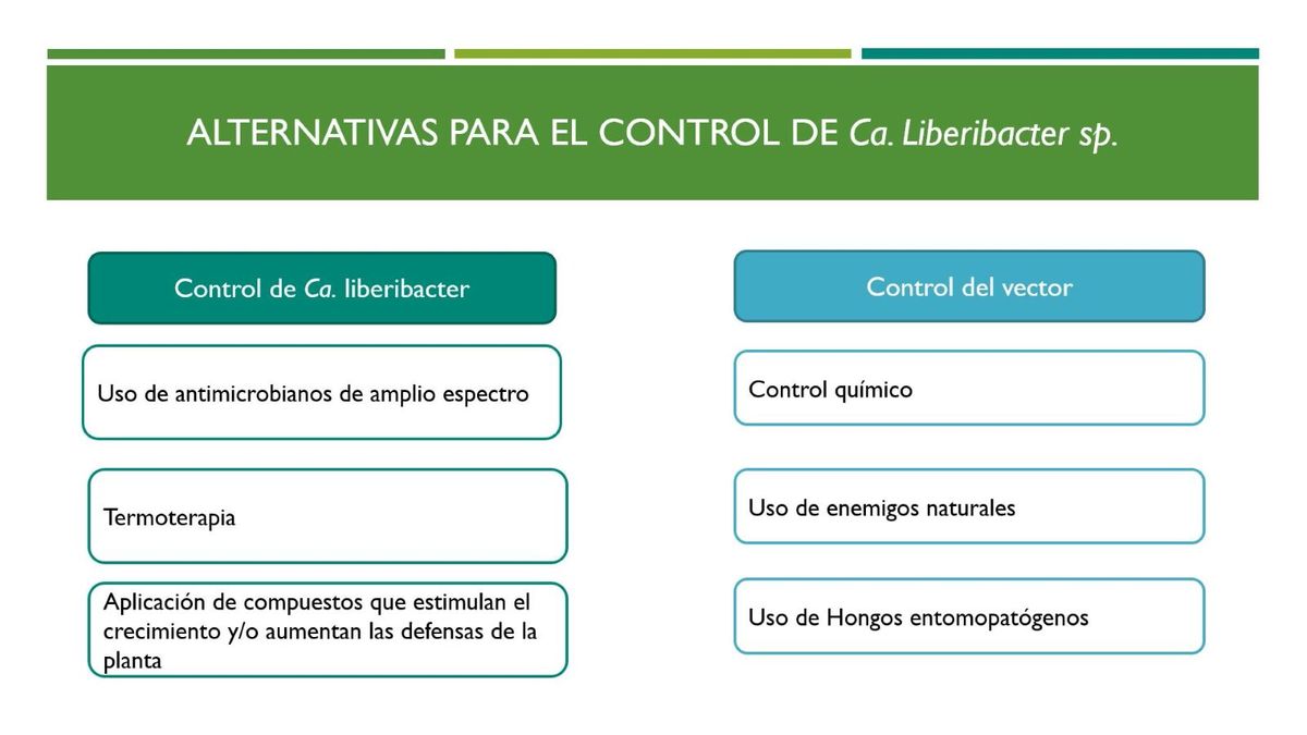 MOR164 - Efecto de un Formulado de Hirsutella citriformis sobre Adultos de Diaphorina citri en Cond…