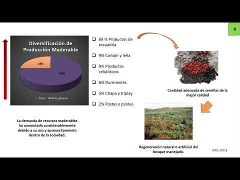 FRS126 - Análisis de Caracteres Morfométricos de Infrutescencias Lignificadas de Casuarina equise…