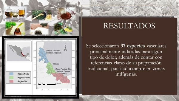 MOR229 - Etnofarmacología de Plantas Medicinales con Propiedades Analgésicas del Estado de Veracr…