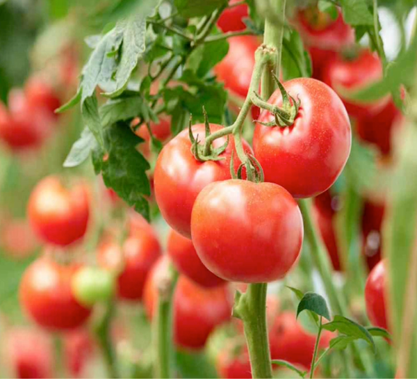 AJA083 - Valor Nutricional de Pélets Elaborados a Partir de Esquilmo de Tomate (Solanum lycopersic…