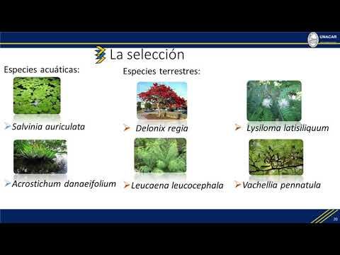 H233 - REMOCIÓN DEL 4-NITROFENOL DISUELTO EN AGUA POR MEDIO DE HOJAS NATIVAS DEL ESTADO DE CAMPECHE