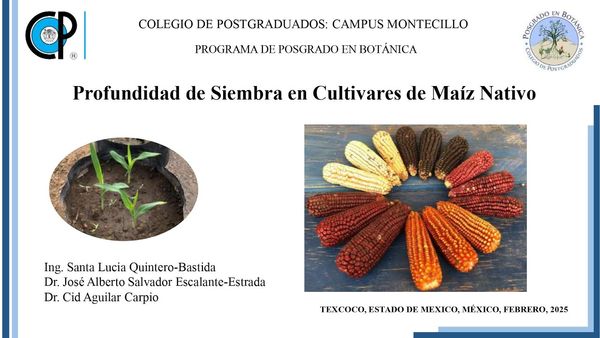 LSM046 - Profundidad de Siembra en Cultivares de Maíz Nativo