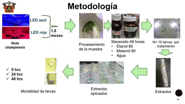 MED351 - Extractos de Ruta chalepensis L. Provenientes de Plantas Crecidas bajo Luz LED Roja y Azul…