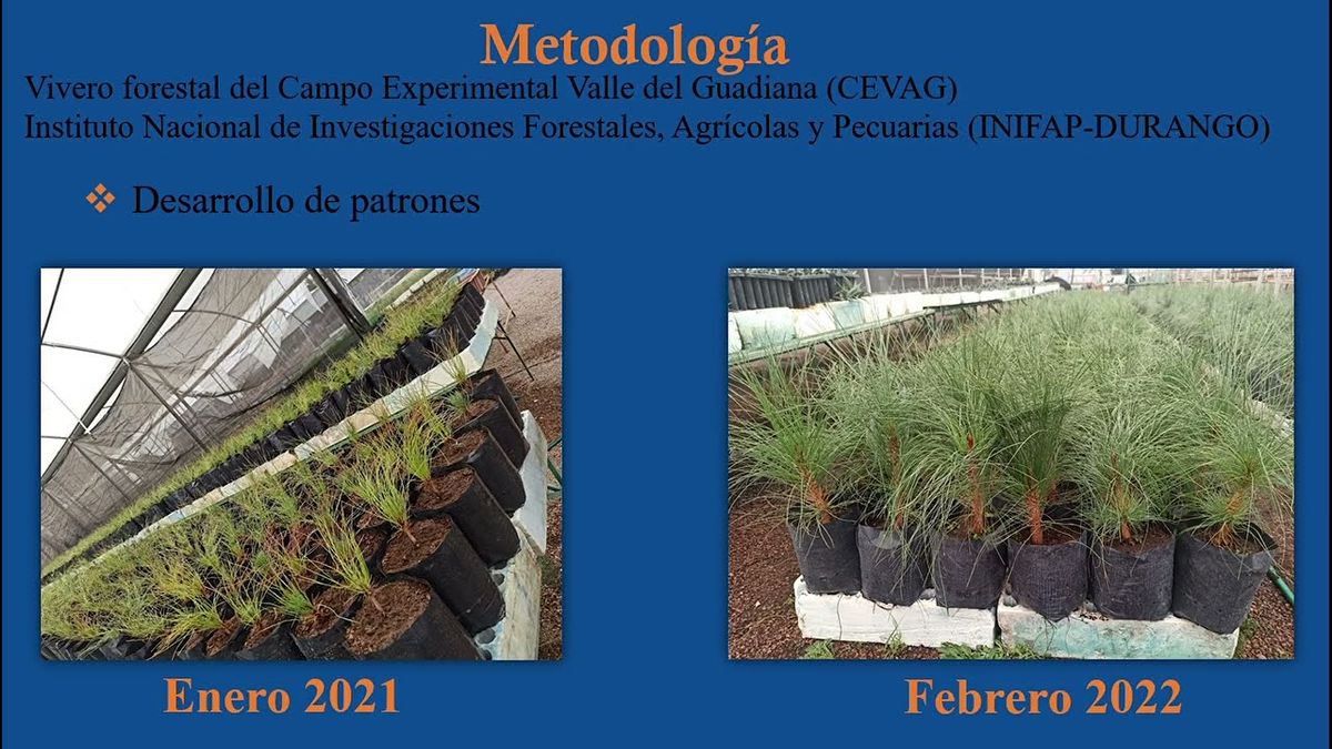 NUE030- Análisis Morfoanatómico del Prendimiento de Injertos en Pinus engelmannii y el Híbrido P…