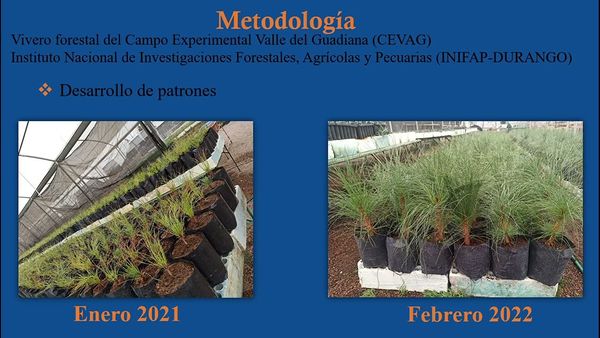 NUE030- Análisis Morfoanatómico del Prendimiento de Injertos en Pinus engelmannii y el Híbrido P…