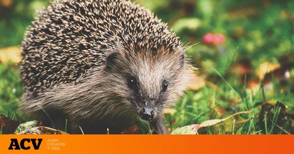 El 'dilema del erizo' o como la teoría de Schopenhauer puede ser un fiel reflejo de nuestra socied…