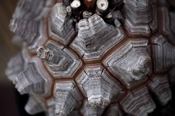 Why does biology keep building things out of tiles? | Science | AAAS