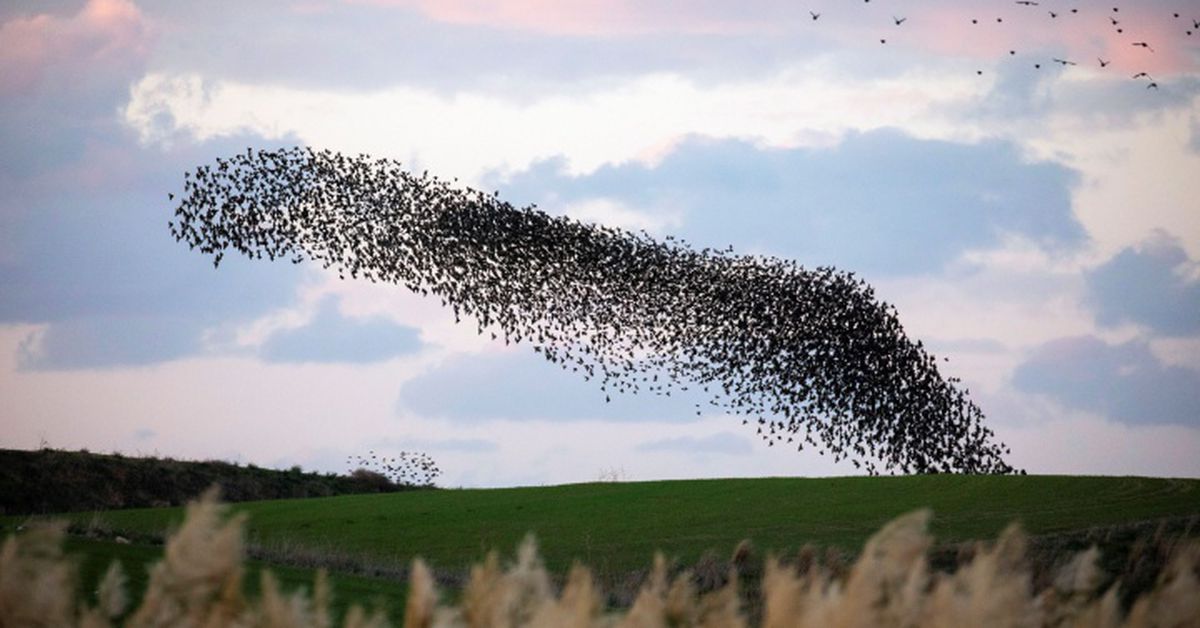 El premio Nobel por entender el vuelo hipnótico de una bandada de pájaros | Newsletter Kiko Llane…