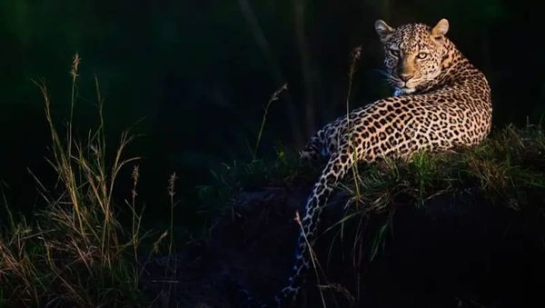 Cómo la fascinación del matemático Alan Turing por las manchas de los leopardos lo llevó a reso…