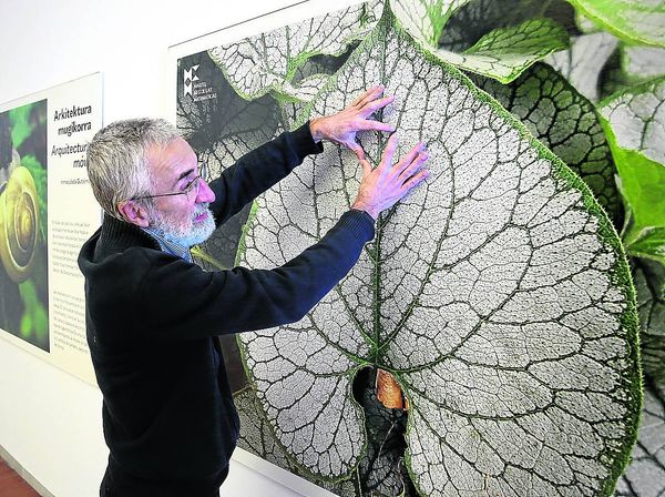 La geometría de la naturaleza | El Correo