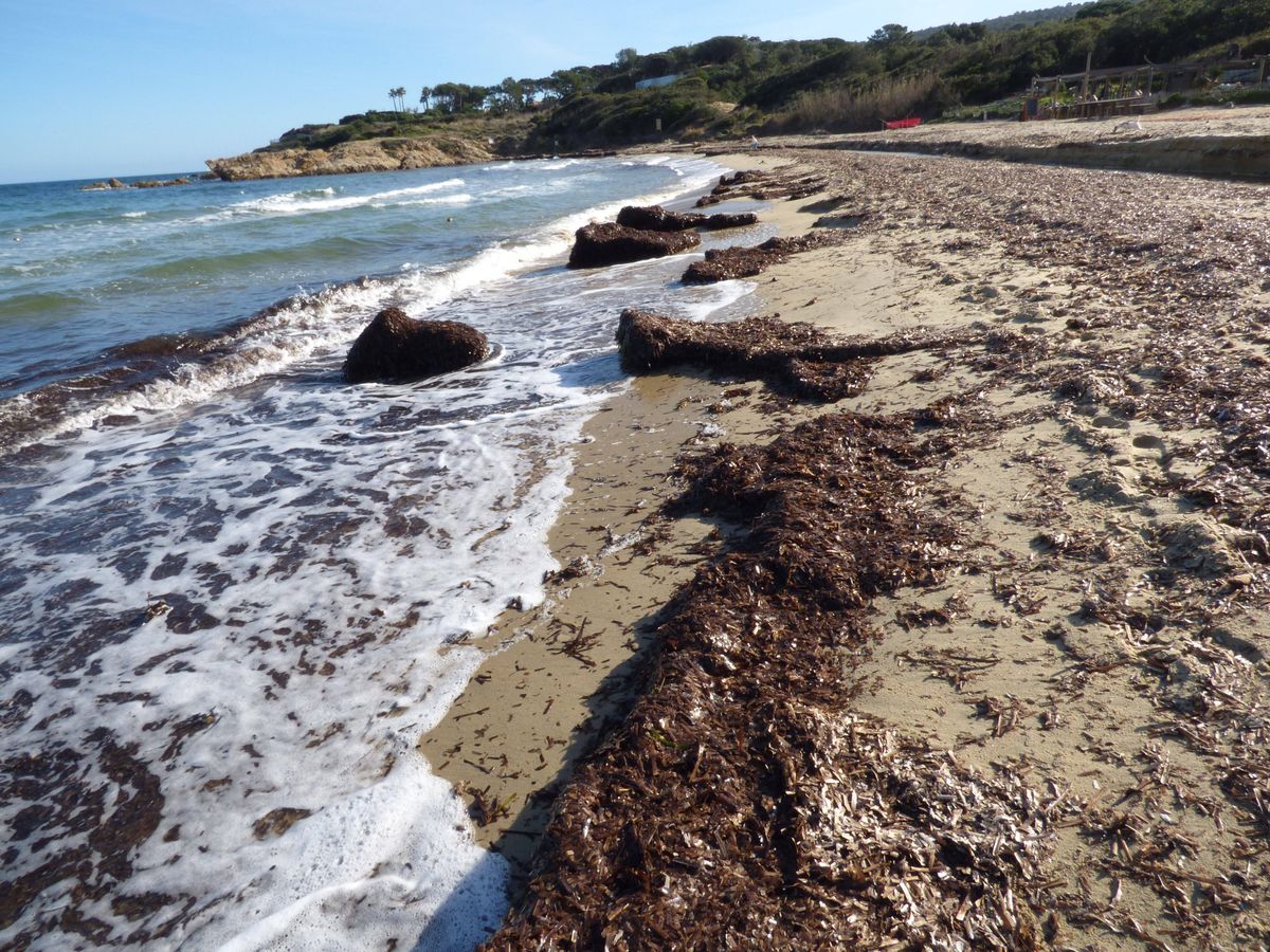 La posidonie, un trésor naturel à préserver sur le rivage de Ramatuelle - Nice-Matin