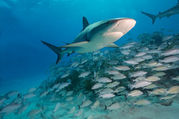 Les requins sont essentiels à la production d'oxygène