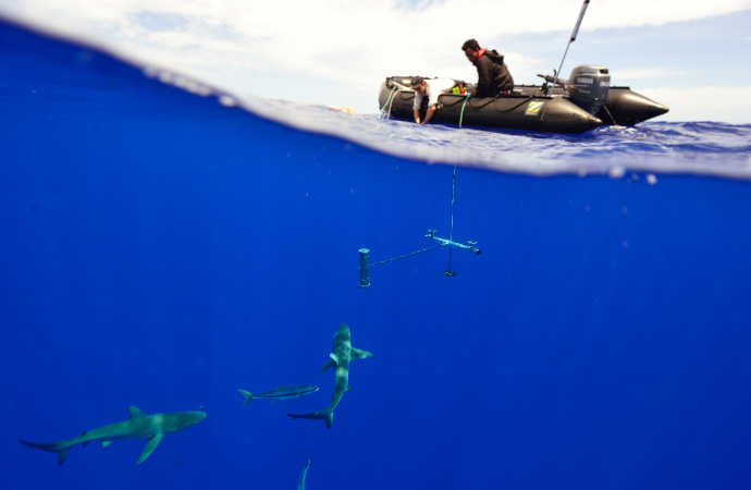 AMP : étude sur la taille des poissons