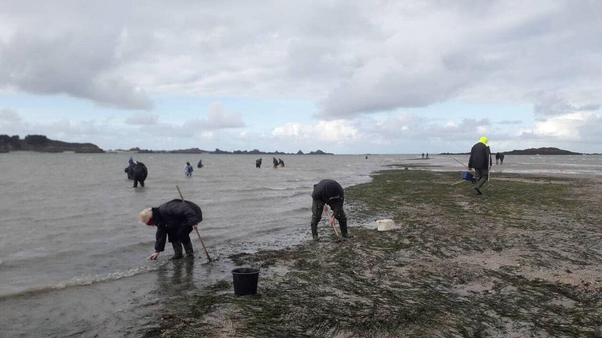 Côte d’Emeraude - protection des herbiers de zostères