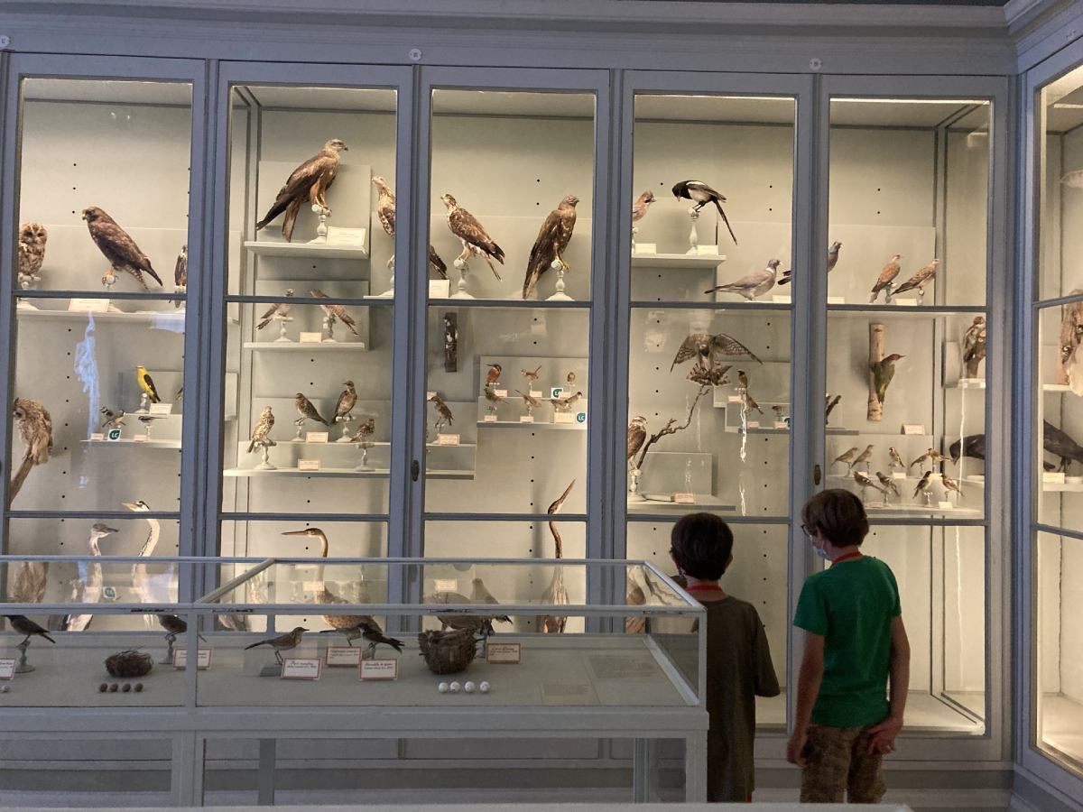 A La Rochelle, le Muséum d'histoire naturelle ouvre une malle pédagogique • La Rochelle info