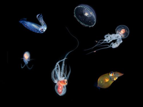 Nouvelle-Zélande - découverte d'espèces marine inconnues