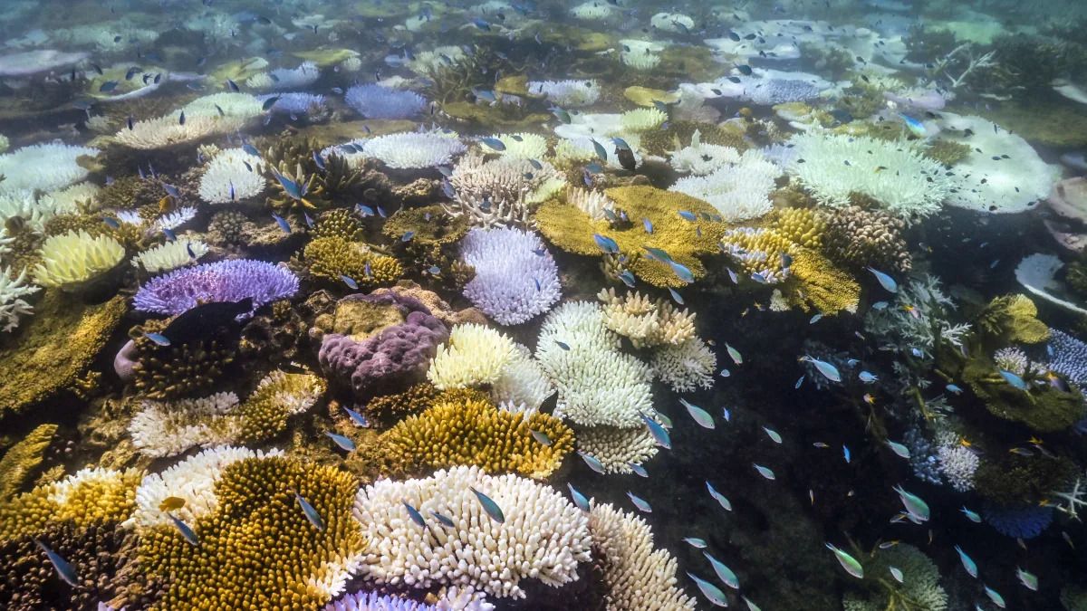 Australie - plus grand blanchissement de la Grande barrière de corail