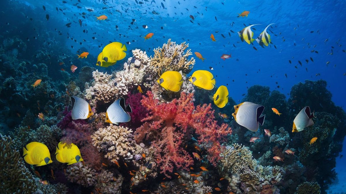 Dans la mer des Caraïbes, une algue aide les coraux à survivre aux vagues de chaleur - rtbf.be