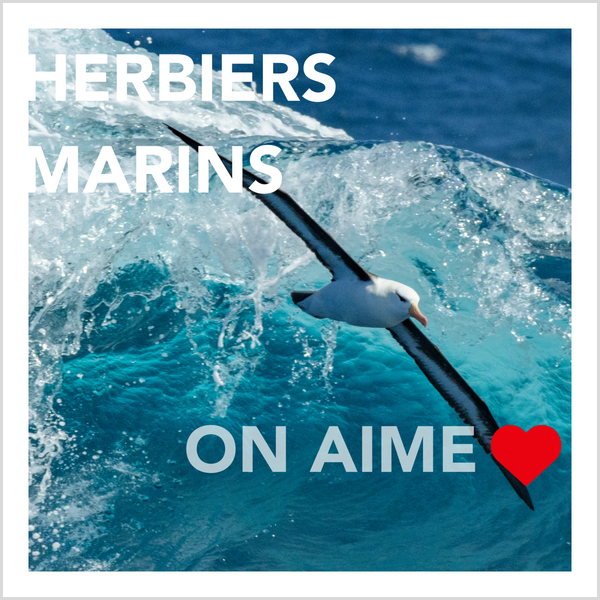 Herbiers marins