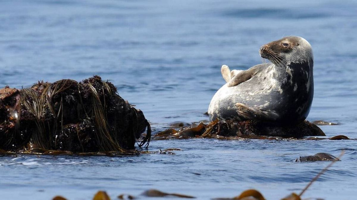 Finistère. Ils comptent les phoques en mer d’Iroise, aux abords de l’île de Sein