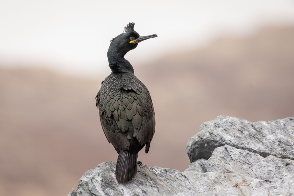 Cormorans huppés : collaboration avec les biologistes