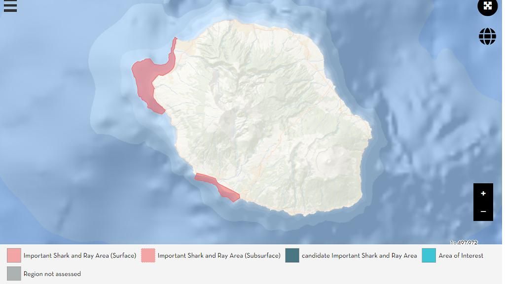 À La Réunion, la reproduction du requin marteau halicorne est menacée selon l'UICN