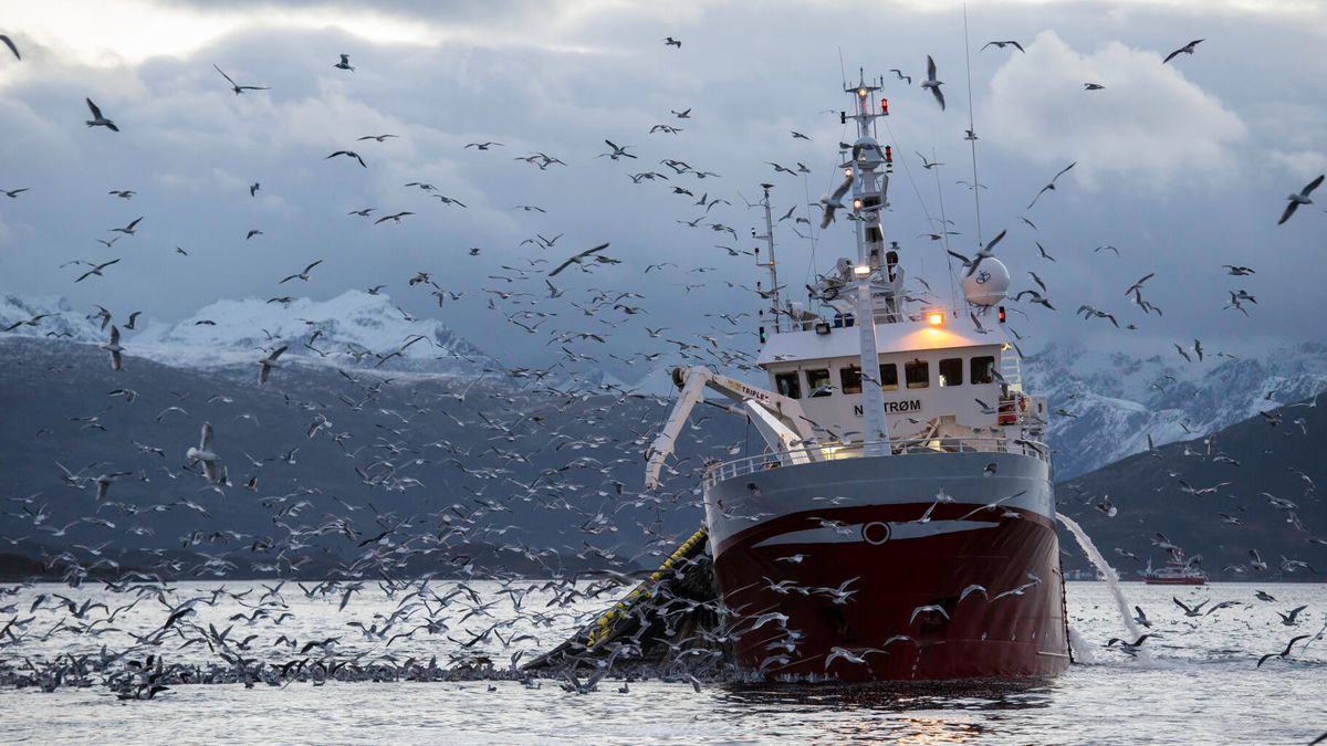 France - des méga chalutiers continuent de pêcher dans les amp